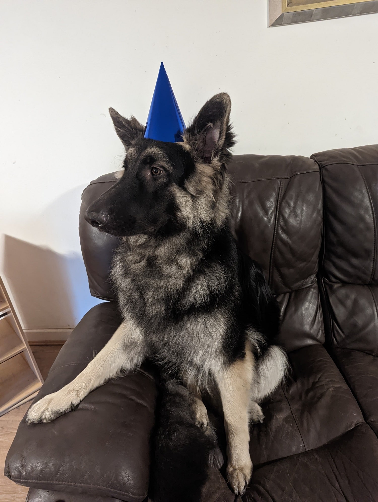 Photo of a dog wearing a blue party hat.