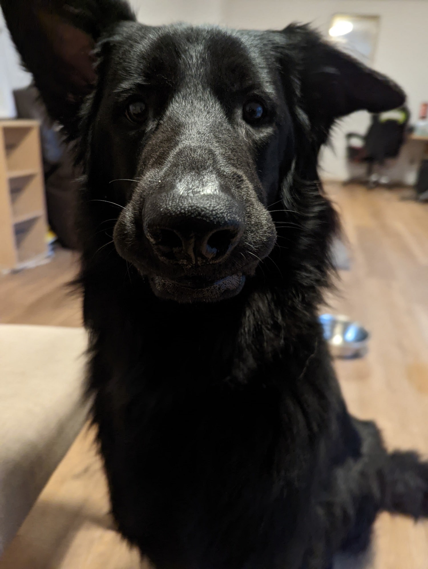 Photo of a dog booping it's nose at the camera.