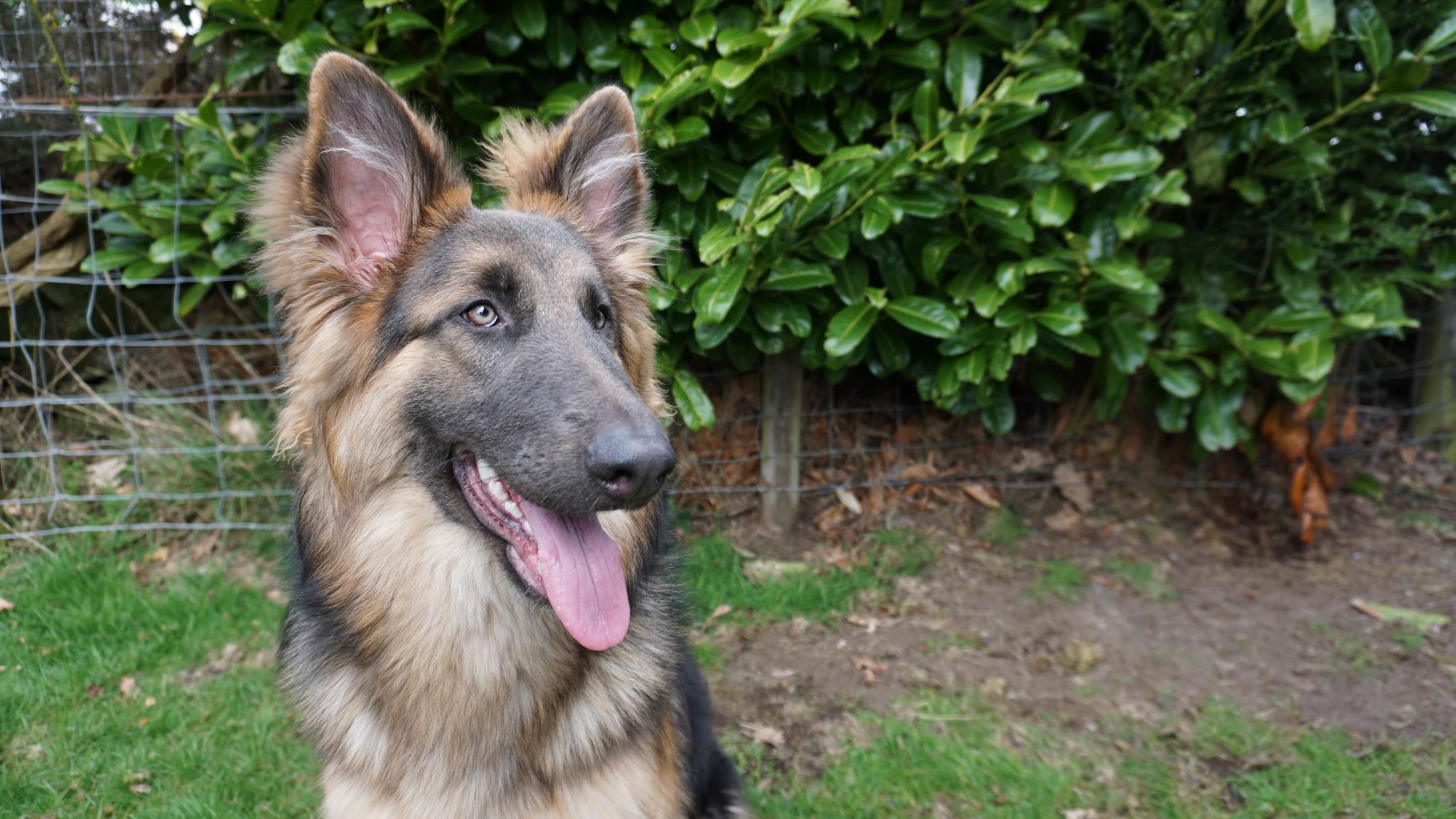 Photo of a German Shepherd with blue eyes staring into the distance.