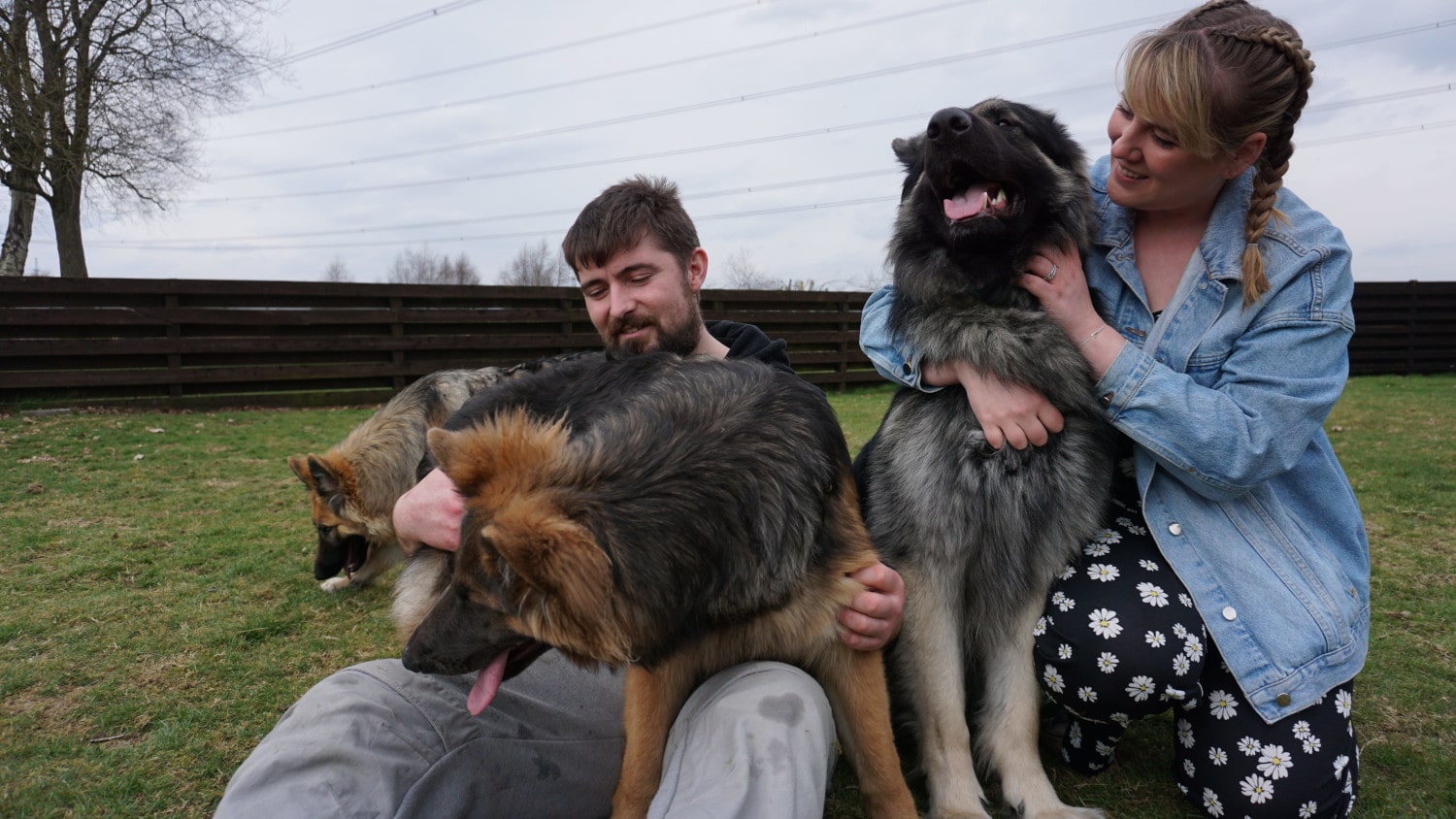 Photo of the owners playing with their German Shepherds.