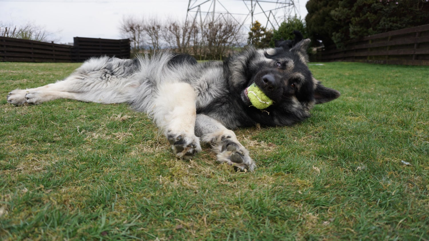 Photo of a German Shepherd chewing on a tennis ball.