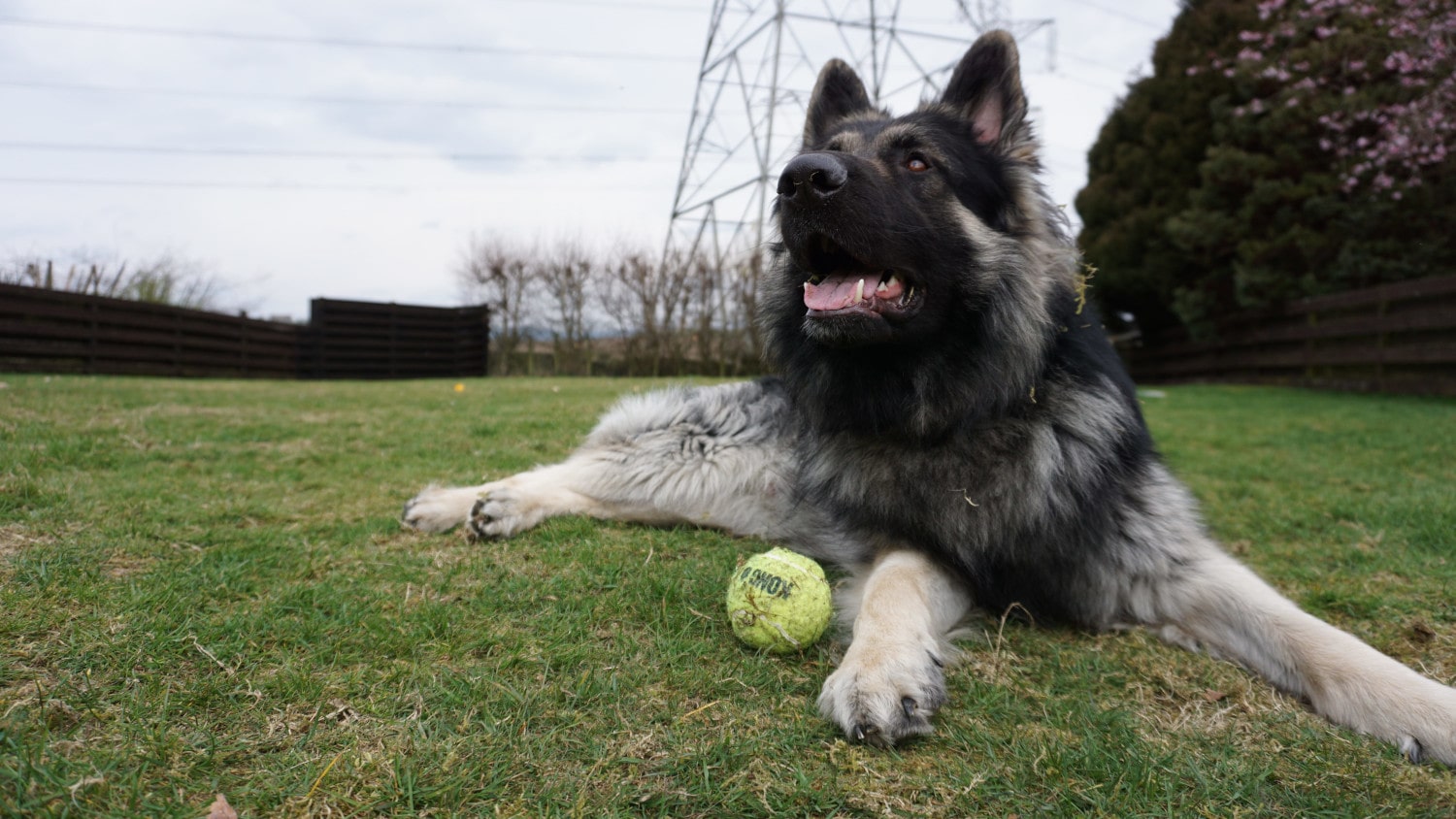 Photo of a German Shepherd playing fetch.