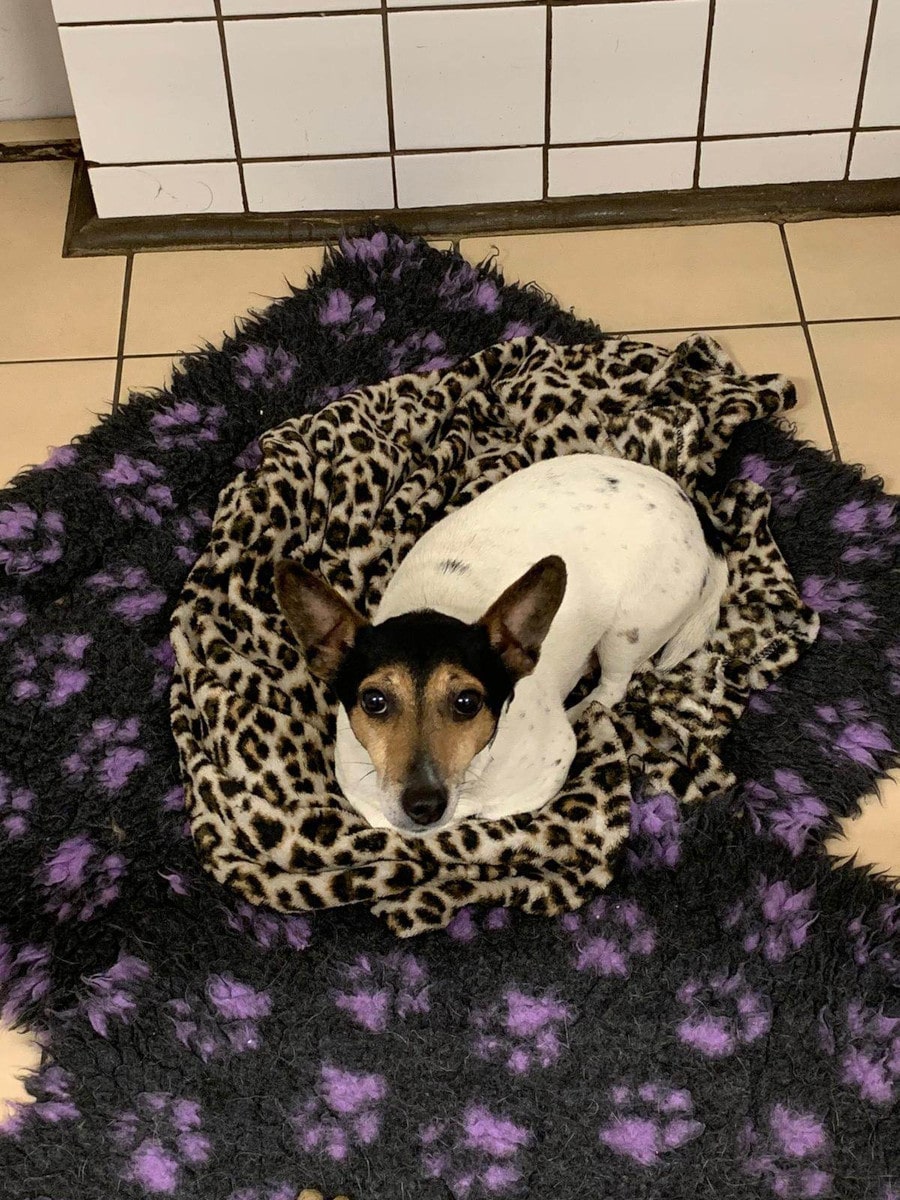 Photo of a small dog sitting in a comfy dog bed looking at the camera.