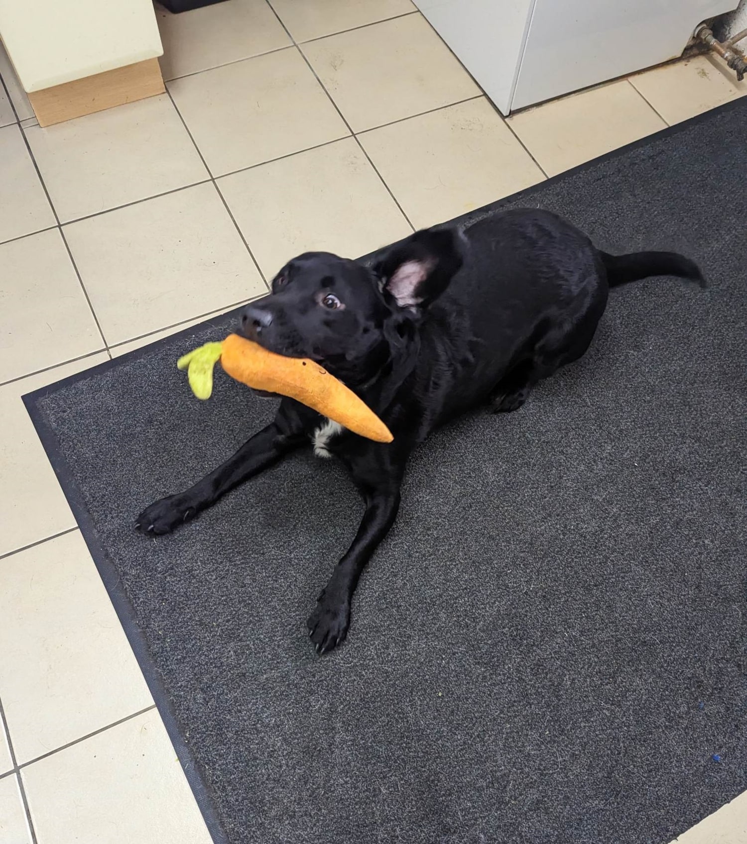 Photo of a dog playing with a toy carrot.