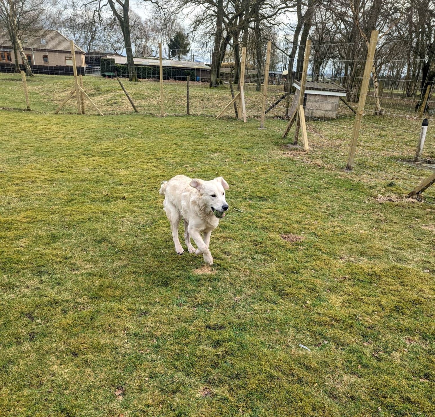 Photo of a white dog running with a ball in its mouth.