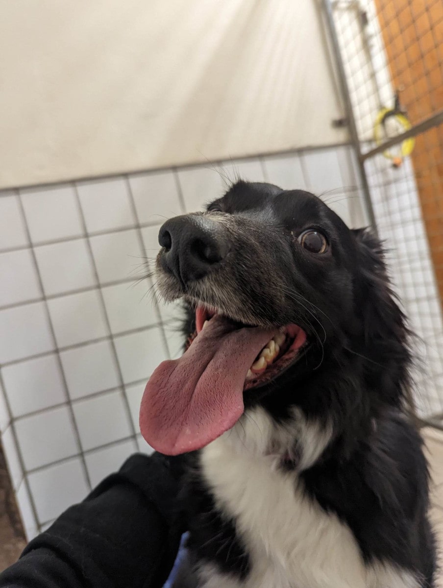 Photo of a happy dog enjoying being petted by one of the kennel staff.