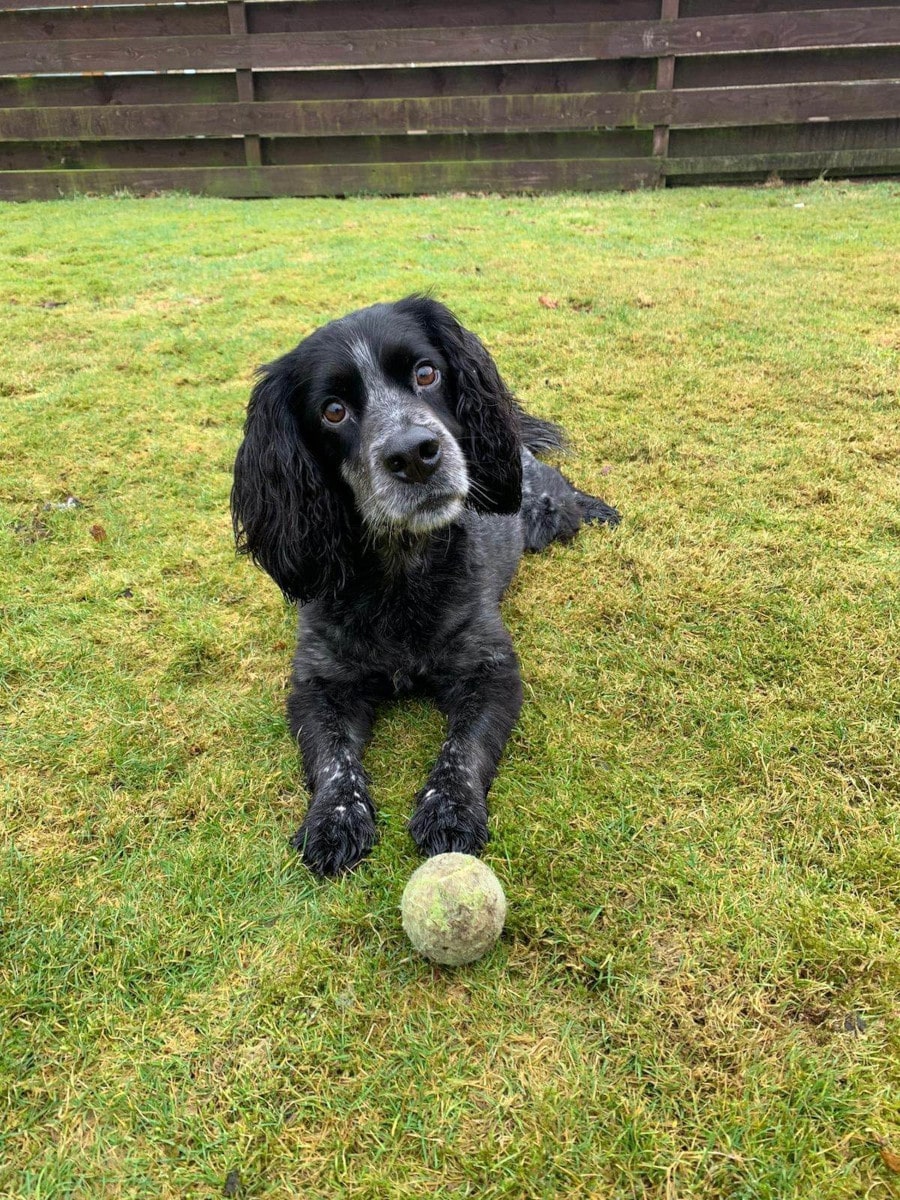 Photo of an older dog playing fetch in a field.